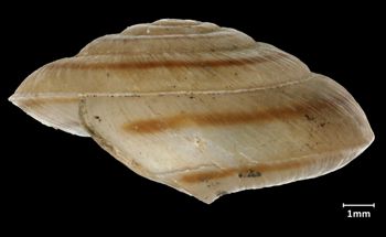 Media type: image;   Malacology 43366 Aspect: lateral